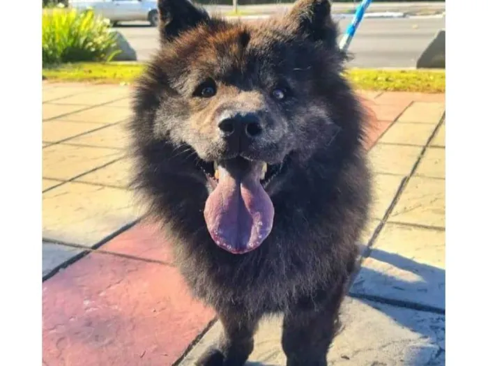 Cachorro ra a Chow Chow idade 1 ano nome Pedro Henrique