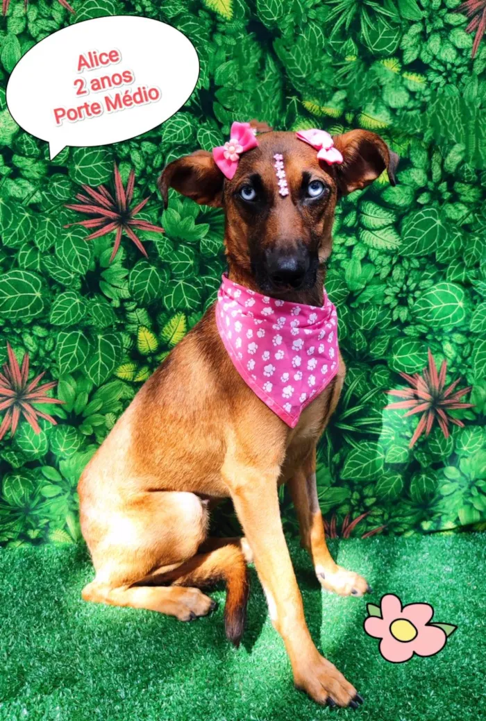 Cachorro ra a  idade 2 anos nome Alice