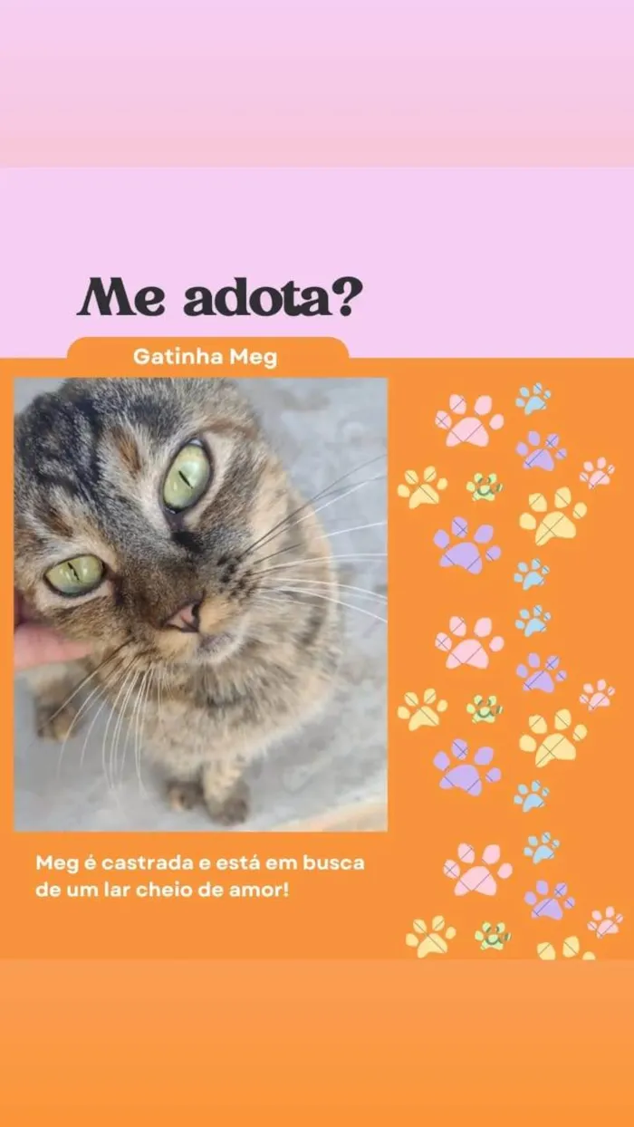 Gato ra a SRD-ViraLata idade 7 a 11 meses nome Meg