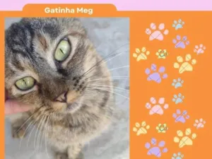 Gato raça SRD-ViraLata idade 7 a 11 meses nome Meg
