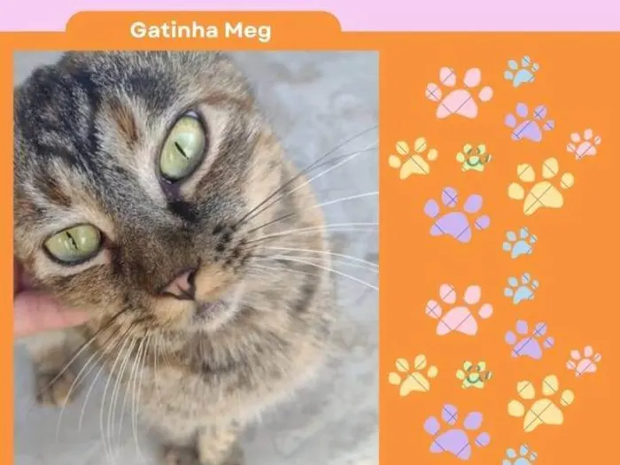Gato ra a SRD-ViraLata idade 7 a 11 meses nome Meg