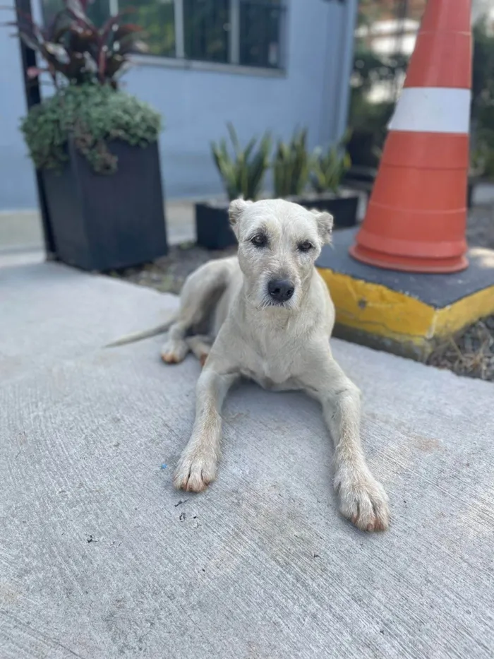 Cachorro ra a SRD-ViraLata idade 6 ou mais anos nome Katy