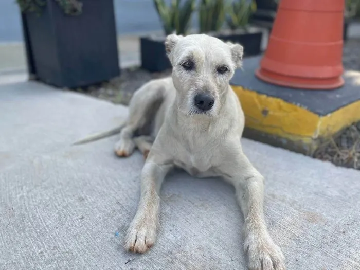 Cachorro ra a SRD-ViraLata idade 6 ou mais anos nome Katy