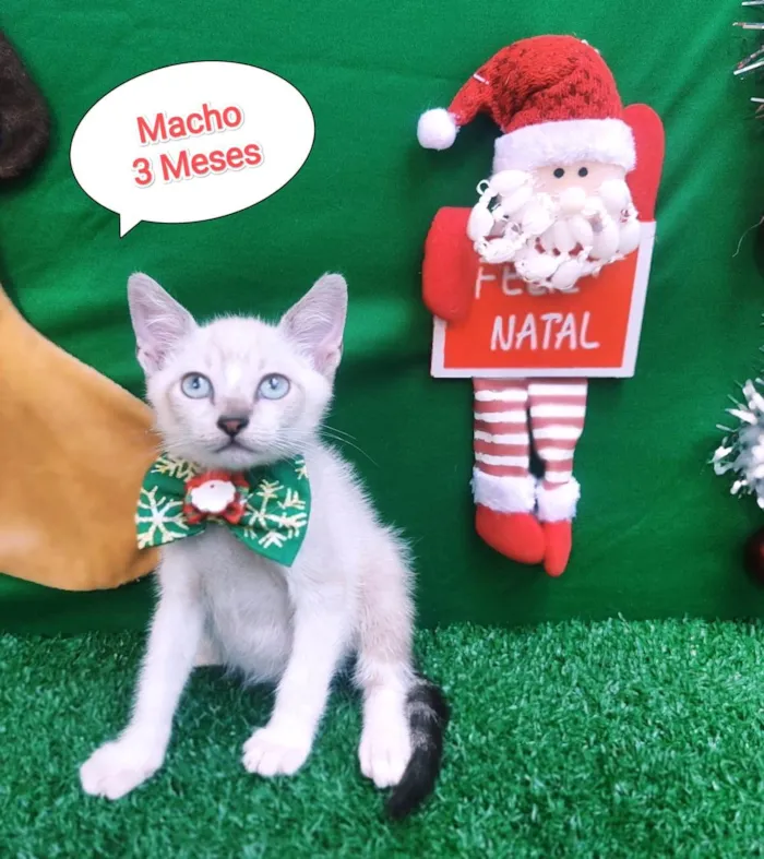 Gato ra a  idade 2 a 6 meses nome Vitor