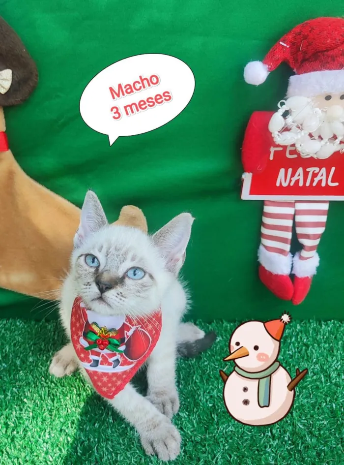 Gato ra a  idade 2 a 6 meses nome Rafa