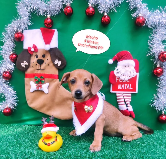 Cachorro ra a  idade 2 a 6 meses nome Linguiça 