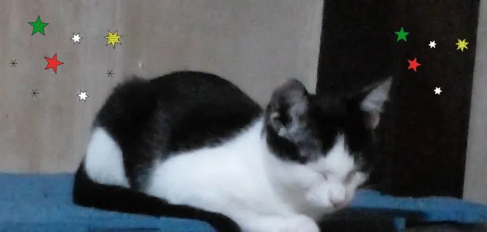 Gato ra a SRD-ViraLata idade 2 a 6 meses nome Moana