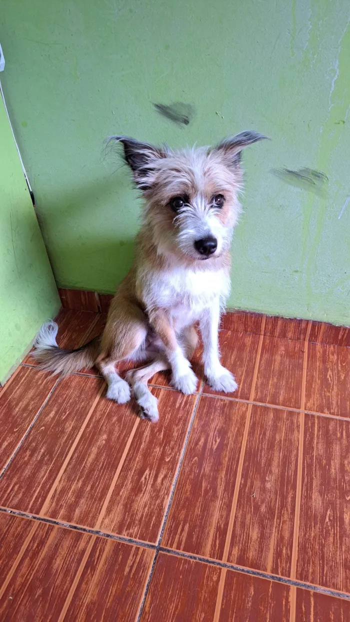 Cachorro ra a SRD-ViraLata idade 7 a 11 meses nome Kiara