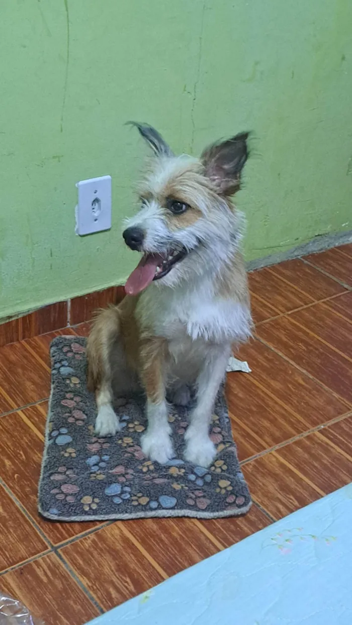 Cachorro ra a SRD-ViraLata idade 7 a 11 meses nome Kiara