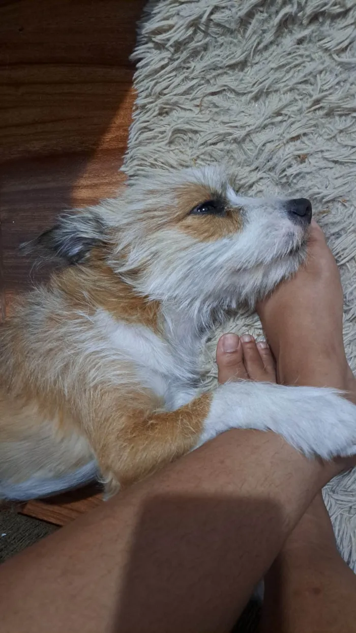 Cachorro ra a SRD-ViraLata idade 7 a 11 meses nome Kiara