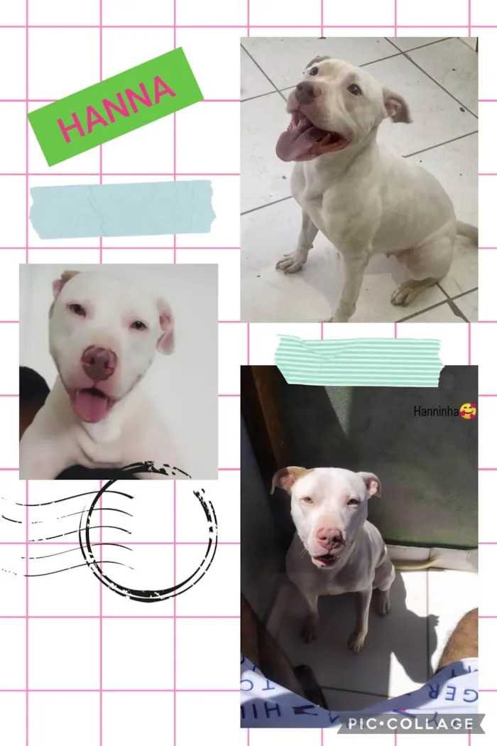 Cachorro ra a Pit-Bull idade 1 ano nome Hanna