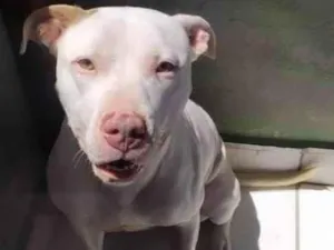 Cachorro raça Pit-Bull idade 1 ano nome Hanna
