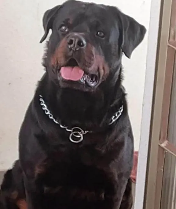 Cachorro ra a Rottweiler  idade 5 anos nome Bolt