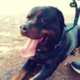 Bolt