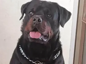 Cachorro raça Rottweiler  idade 5 anos nome Bolt