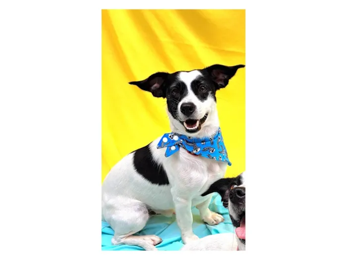 Cachorro ra a SRD-ViraLata idade 1 ano nome  Bento