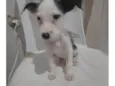 Russinho