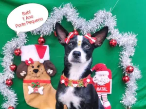 Cachorro raça Mix buldog idade 1 ano nome Rubi