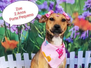 Cachorro raça  idade 1 ano nome Zoe