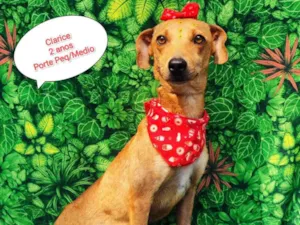 Cachorro raça  idade 2 anos nome Clarice