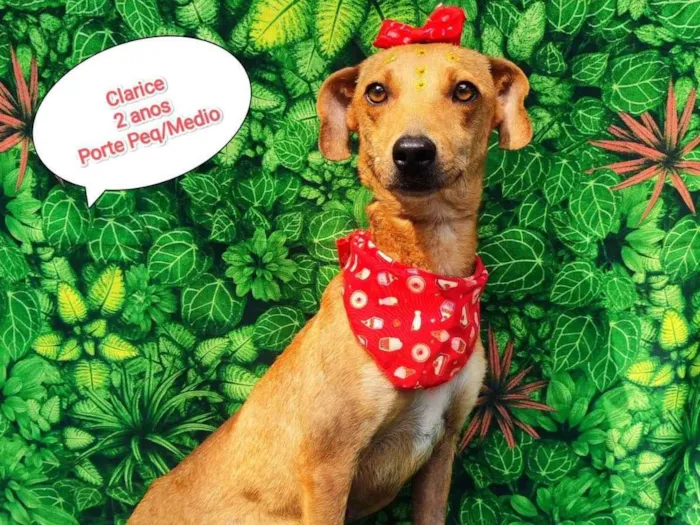 Cachorro ra a  idade 2 anos nome Clarice