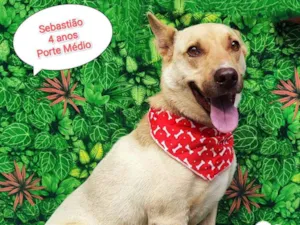 Cachorro raça  idade 4 anos nome Sebastião 