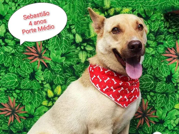 Cachorro ra a  idade 4 anos nome Sebastião 