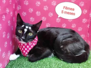Gato raça  idade 2 a 6 meses nome Juliete 