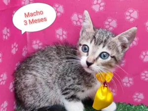 Gato raça  idade 2 a 6 meses nome Romeu