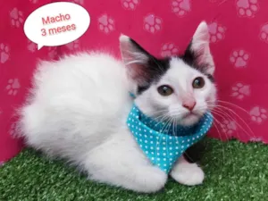 Gato raça  idade 2 a 6 meses nome Daniel
