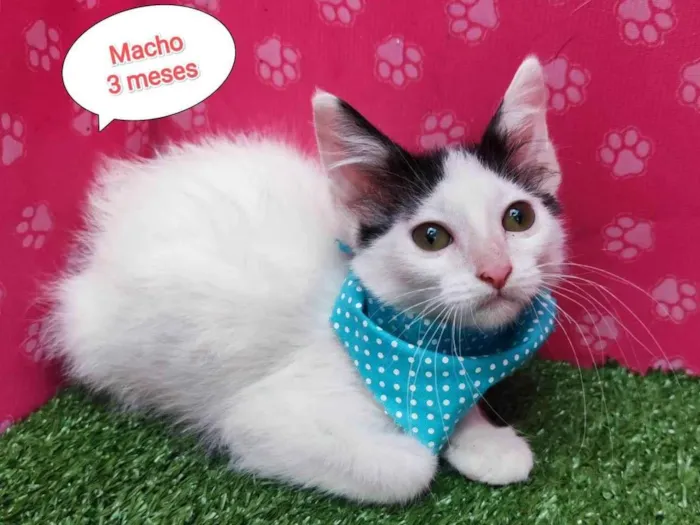Gato ra a  idade 2 a 6 meses nome Daniel