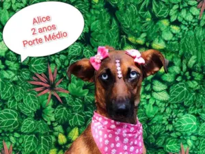 Cachorro raça  idade 2 anos nome Alice