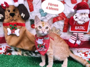 Gato raça  idade 2 a 6 meses nome Lívia 