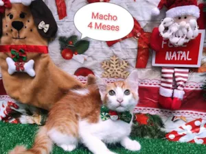 Gato raça  idade 2 a 6 meses nome Enzo