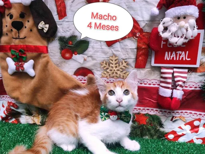 Gato ra a  idade 2 a 6 meses nome Enzo