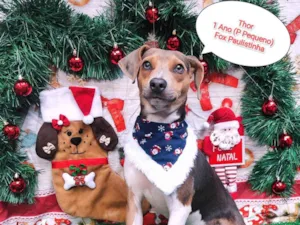 Cachorro raça  idade 1 ano nome Thor 