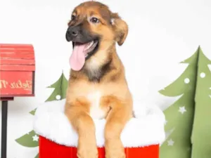 Cachorro raça SRD-ViraLata idade 2 a 6 meses nome Tufão 