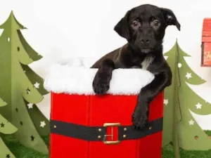 Cachorro raça SRD-ViraLata idade 2 a 6 meses nome Jorginho
