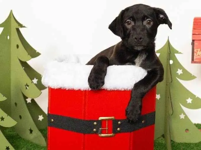 Cachorro ra a SRD-ViraLata idade 2 a 6 meses nome Jorginho