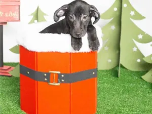 Cachorro raça SRD-ViraLata idade 2 a 6 meses nome Leleco