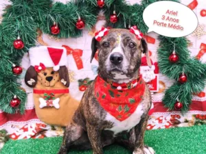 Cachorro raça  idade 2 anos nome Ariel