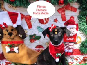 Cachorro raça  idade 2 a 6 meses nome Pretinha