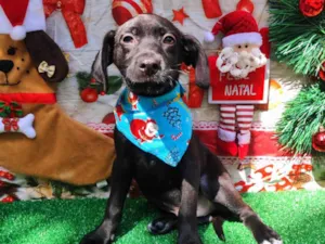 Cachorro raça  idade 2 a 6 meses nome Pretinho 