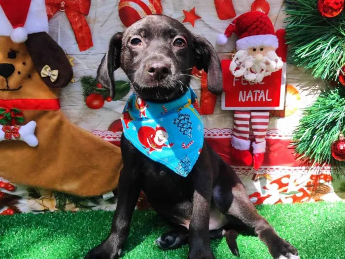 Cachorro ra a  idade 2 a 6 meses nome Pretinho 