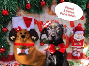 Cachorro raça  idade 2 a 6 meses nome Manu