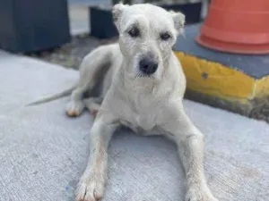 Cachorro raça SRD-ViraLata idade 6 ou mais anos nome Katy