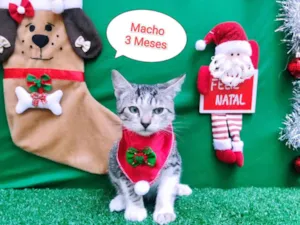 Gato raça  idade 2 a 6 meses nome Mingal