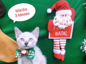 Gato raça  idade 2 a 6 meses nome Vitor