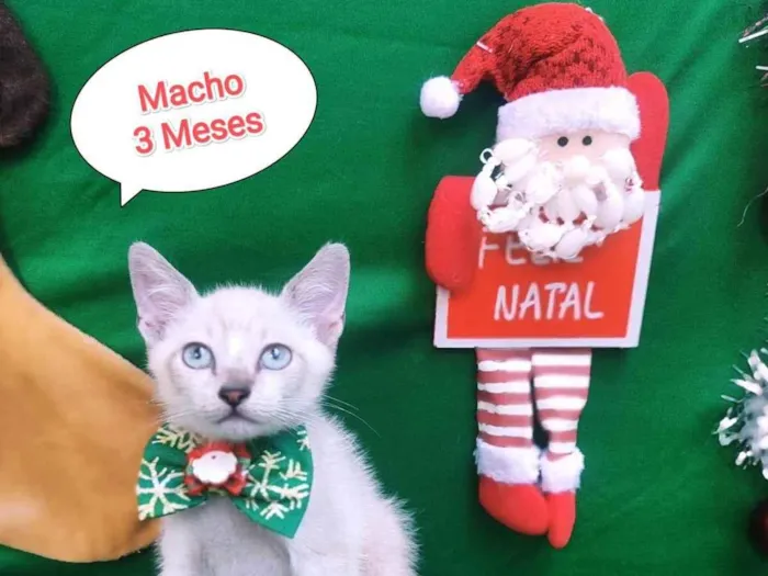 Gato ra a  idade 2 a 6 meses nome Vitor
