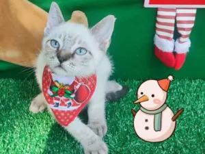 Gato raça  idade 2 a 6 meses nome Rafa